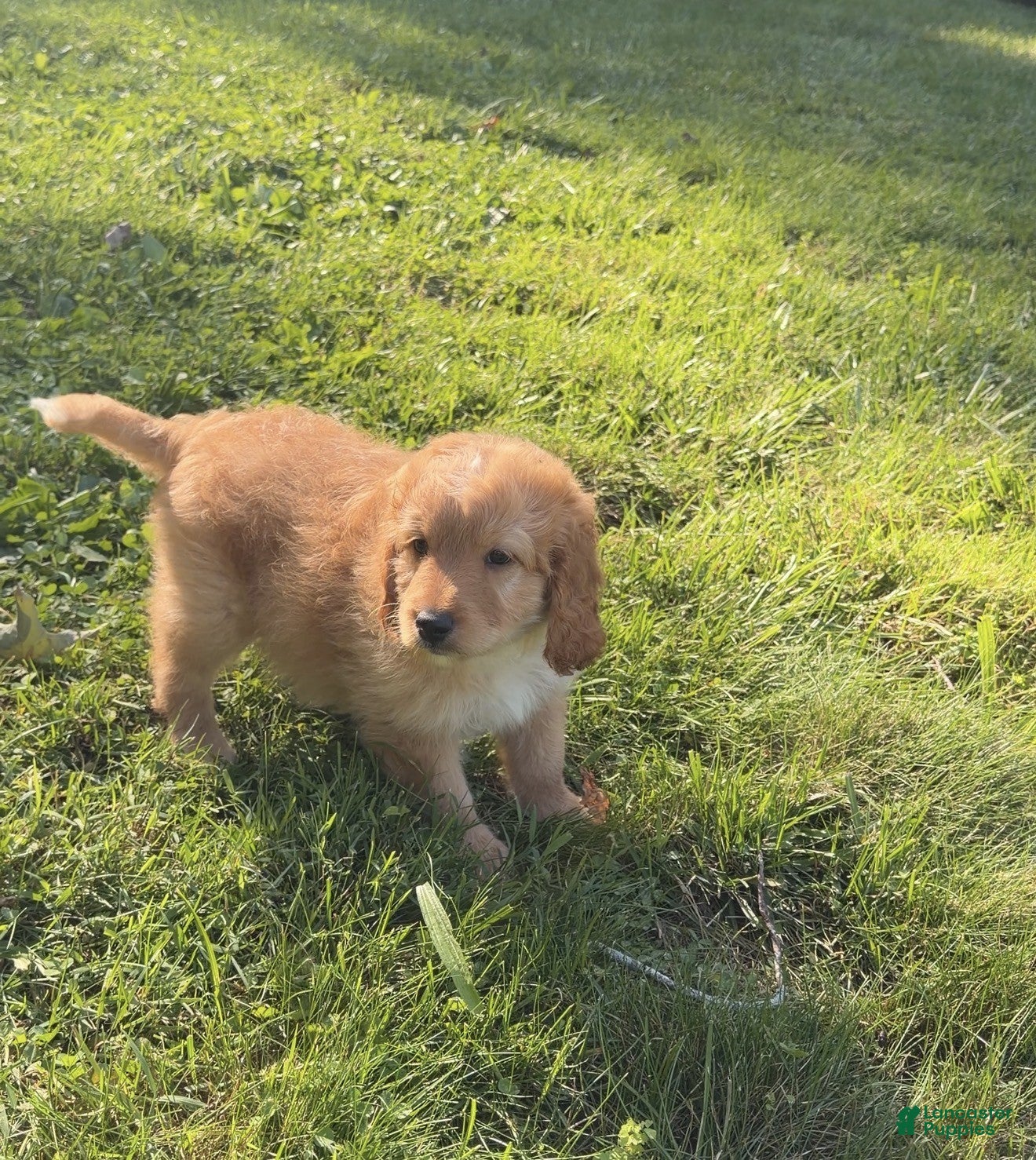Aussiedoodle dogs Coach - Ad 1