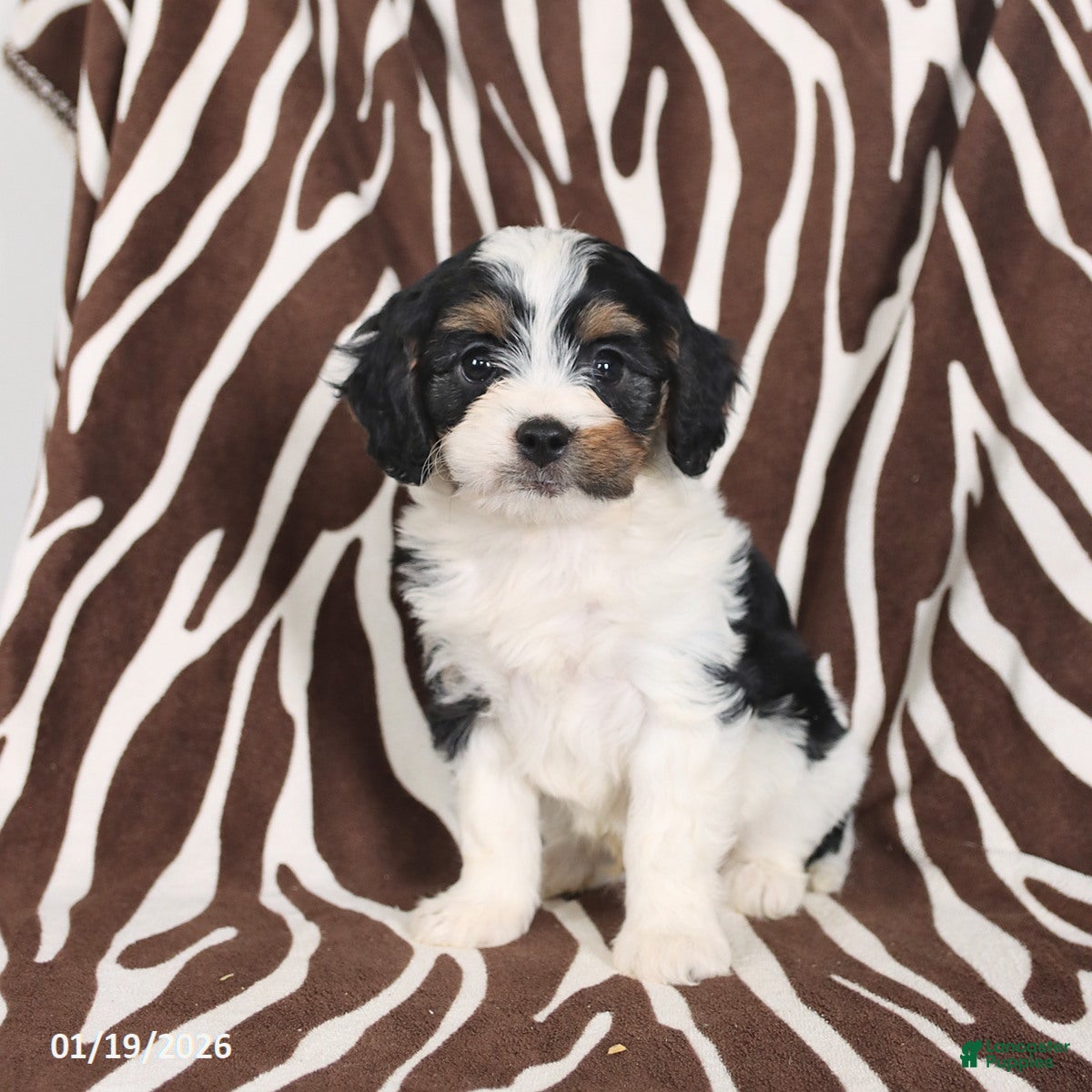 Cavapoo dogs Sawyer - Ad 2