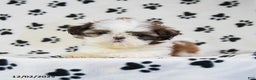 Shih Tzu dogs for sale: Patches - Ad 2