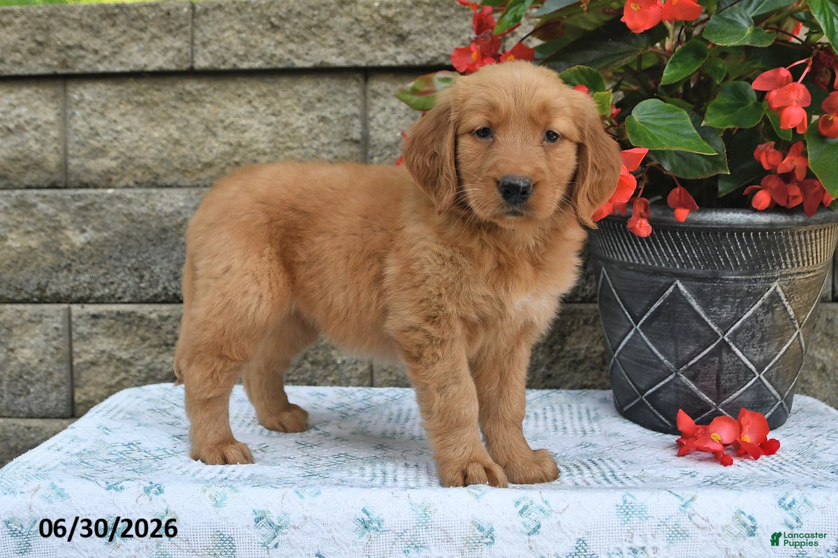 Golden Retriever dogs for sale: Amber - Ad 2