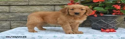 Golden Retriever dogs for sale: Amber - Ad 1