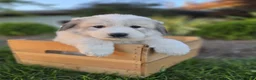 Great Pyrenees dogs for sale: Molly - Ad 6