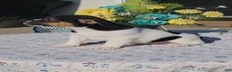 Jack Russell Terrier dogs for sale: Chocolate - Ad 2