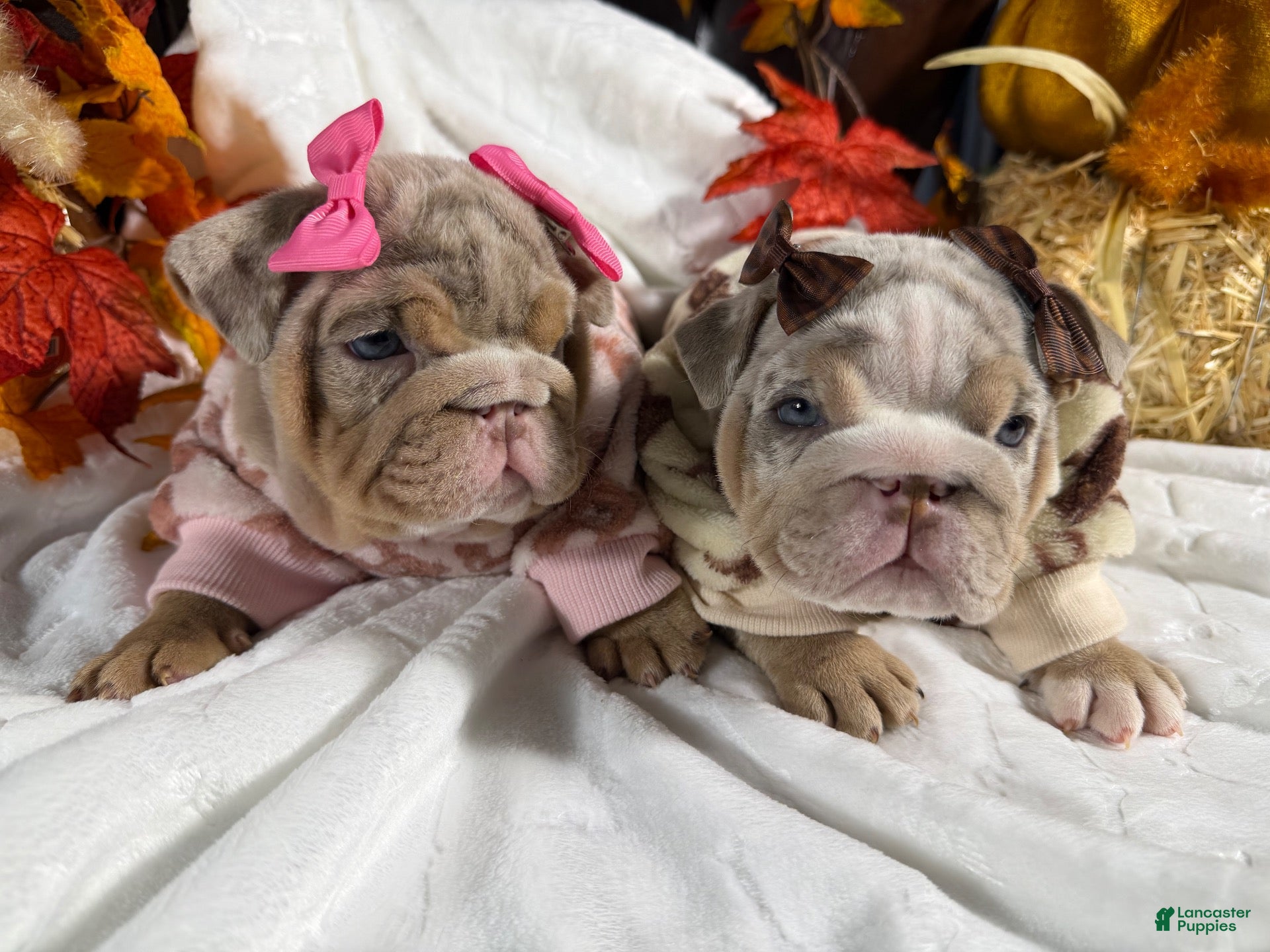 English Bulldog dogs English Bulldog 1 - Ad 1