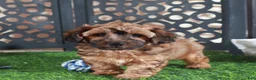 Yorkiepoo dogs for sale: Twix-Stunning Chocolate Male Yorkiepoo Puppy - Ad 1