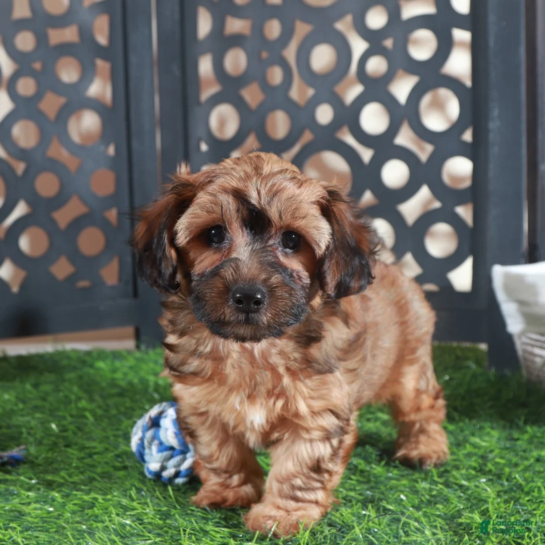 Yorkiepoo dogs for sale: Twix-Stunning Chocolate Male Yorkiepoo Puppy - Ad 1