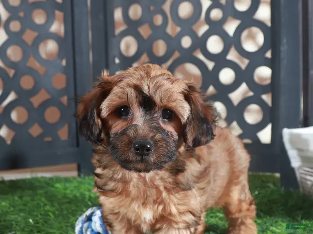 Yorkiepoo dogs Twix-Stunning Chocolate Male Yorkiepoo Puppy - Ad 2