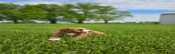Mini Goldendoodle dogs for sale: Emma - Ad 3