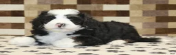 Mini Bernedoodle dogs for sale: Diego - Ad 2