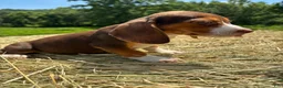 Beagle dogs for sale: Beagle 1 - Ad 4