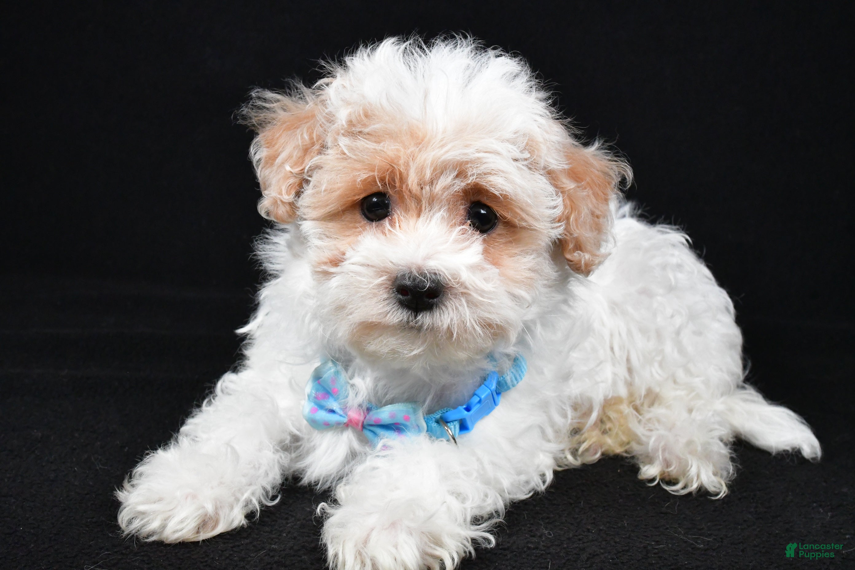 Maltipoo dogs Teddy - Ad 28