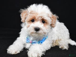 Maltipoo dogs Teddy - Ad 32