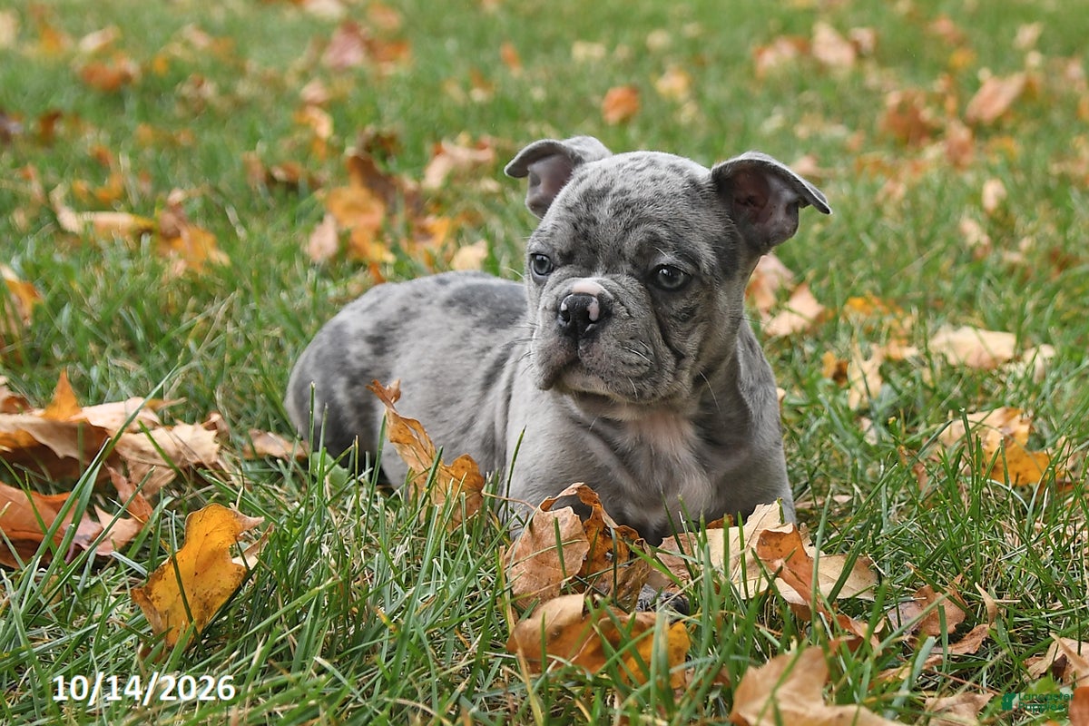 Frenchton dogs Prince   - Ad 2