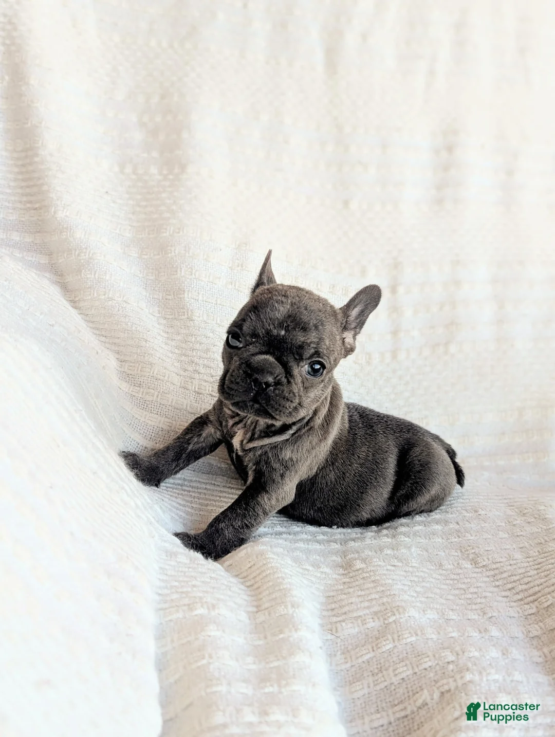 French Bulldog dogs for sale: Moon - Ad 2