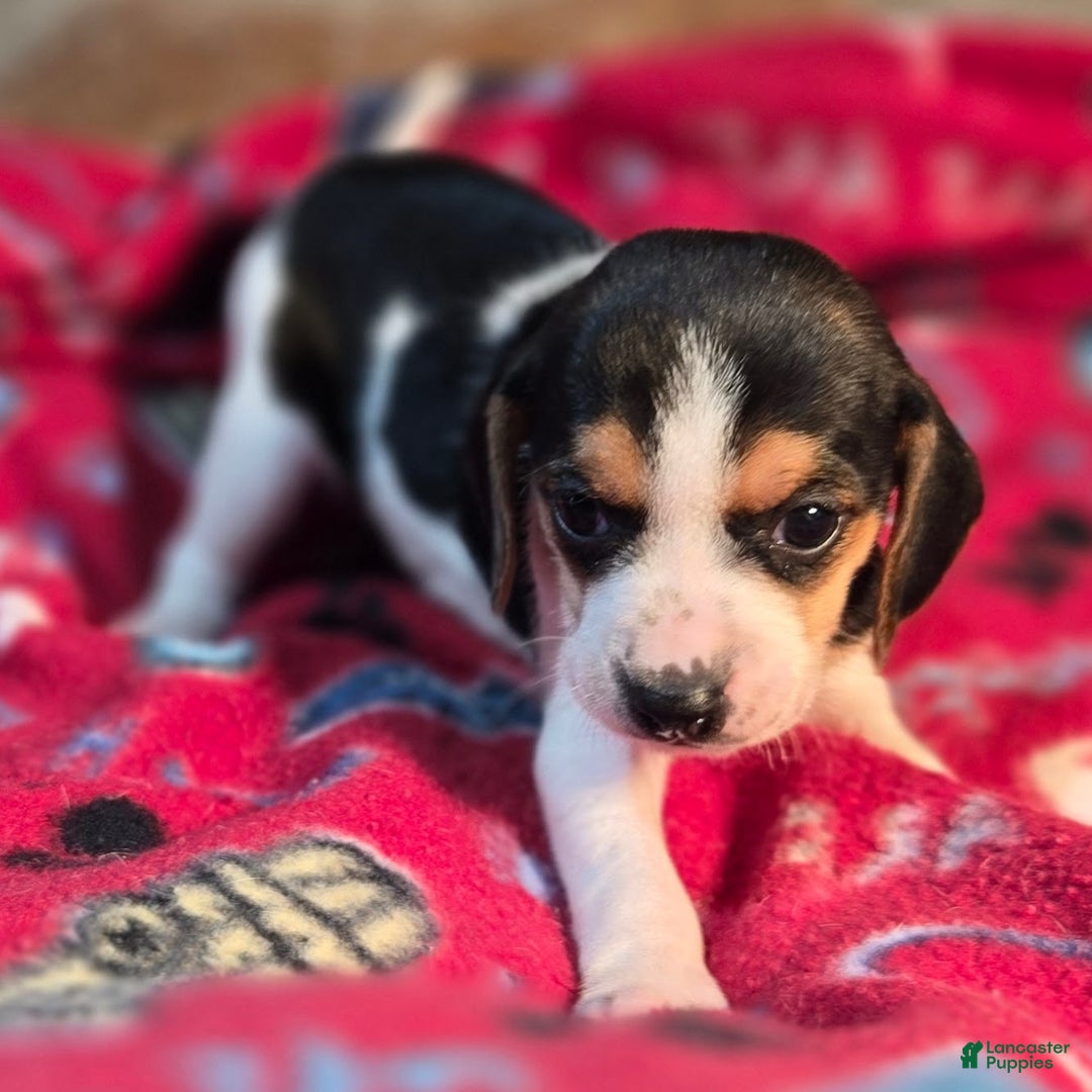 Beagle dogs for sale: Clove Queen Elizabeth Pocket Beagle - Ad 4