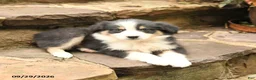 Australian Shepherd dogs for sale: Mason - Ad 4