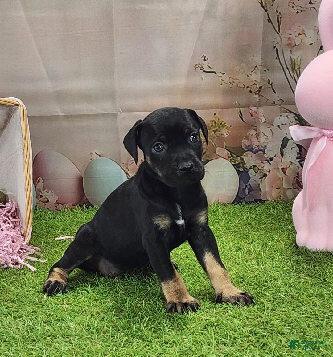 Catahoula Leopard Dog dogs for sale: Goldie 2025 F2 - Ad 7