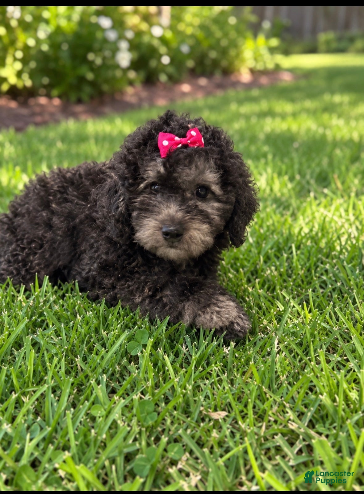 Miniature Poodle dogs Hershey - Ad 13