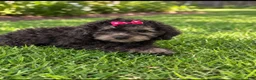 Miniature Poodle dogs for sale: Hershey - Ad 1