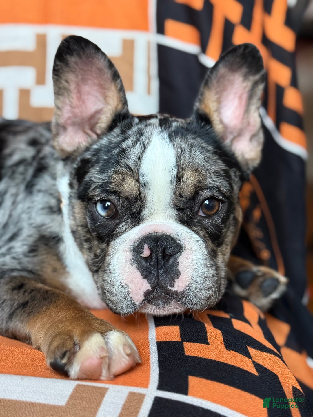 French Bulldog dogs for sale: Marcus - Ad 18