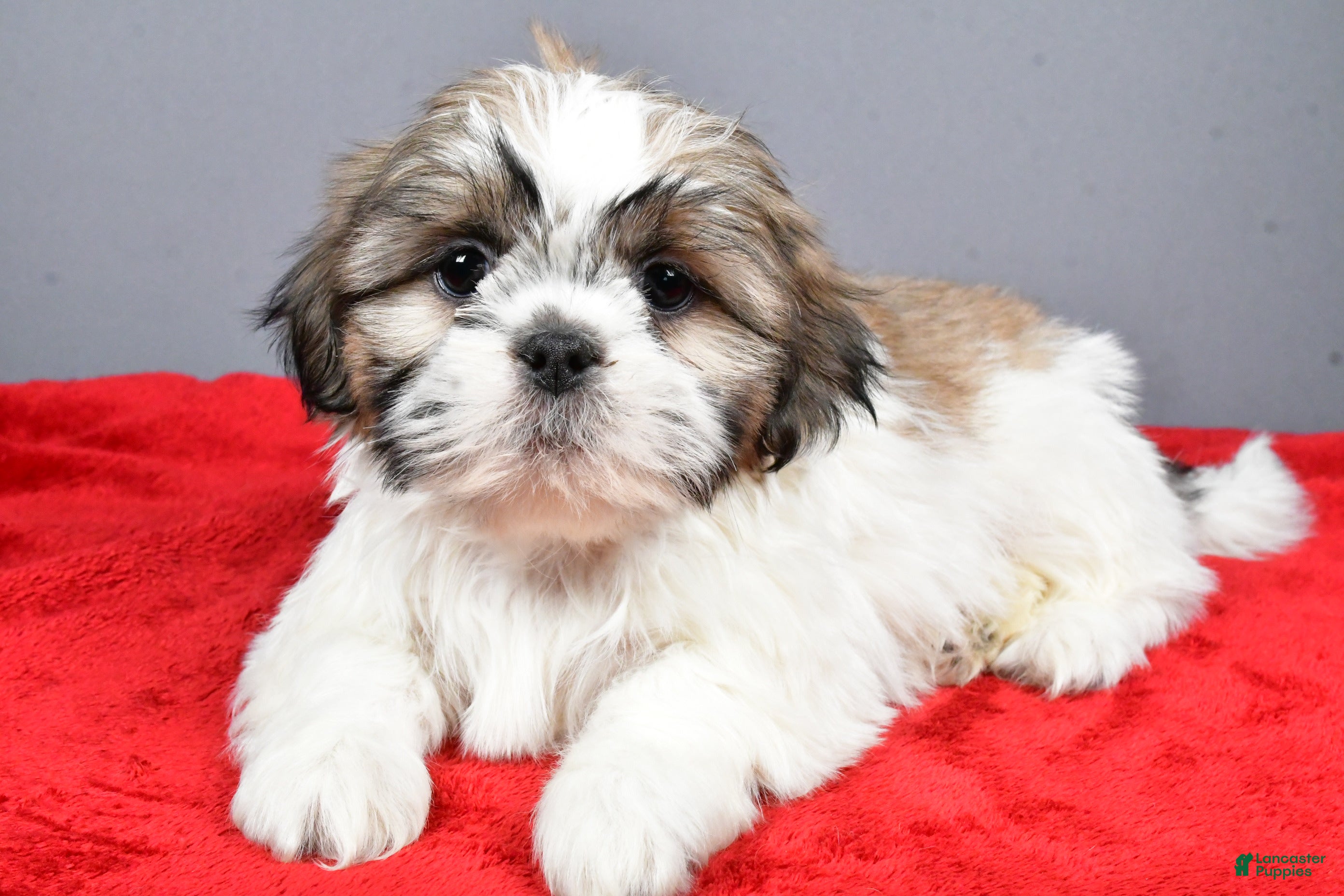 Shih Tzu dogs Maddie - Ad 2