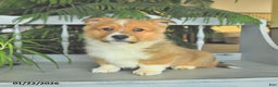 Welsh Corgi Pembroke dogs for sale: Eric  - Ad 4