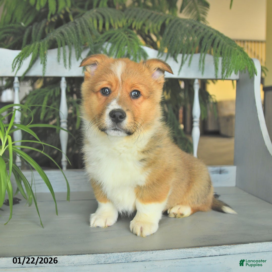 Welsh Corgi Pembroke dogs for sale: Eric  - Ad 4