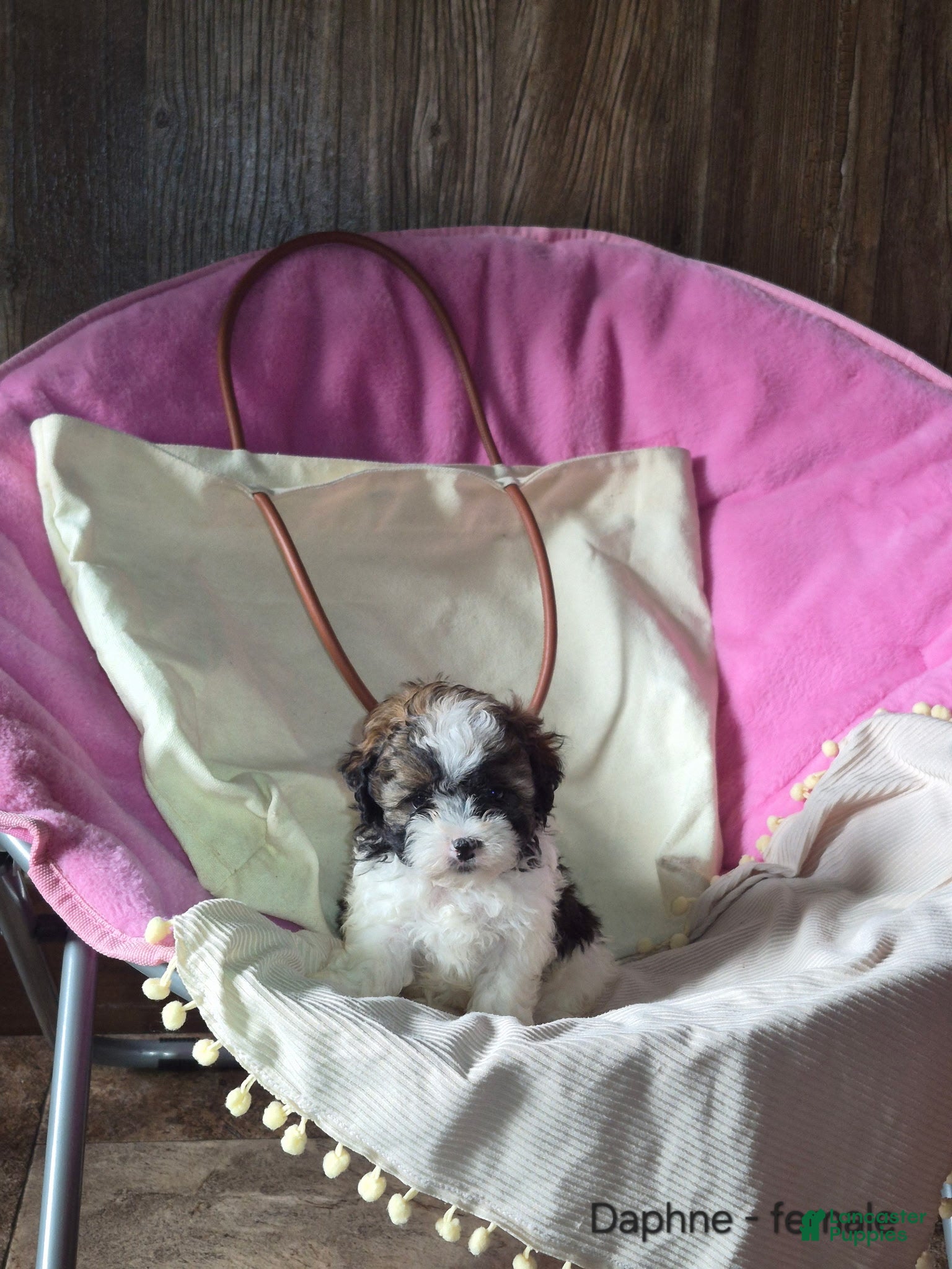 Shihpoo dogs Daphne - Ad 1
