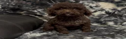 Toy Poodle dogs for sale: Christian Olaf - Ad 6