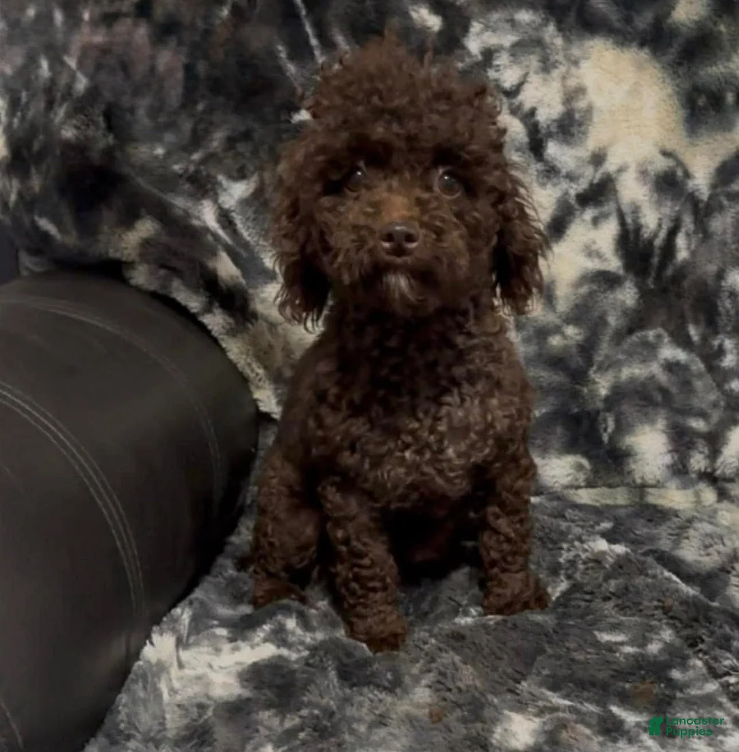 Toy Poodle dogs for sale: Christian Olaf - Ad 6