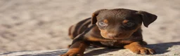 Doberman Pinscher dogs for sale: Sara F 2 - Ad 7