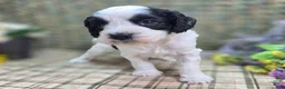 Cockapoo dogs for sale: Cottontail - Ad 7