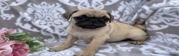 Pug dogs for sale: Roger - Ad 5