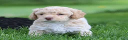 Mixed Breed dogs for sale: Cooper  - Ad 3