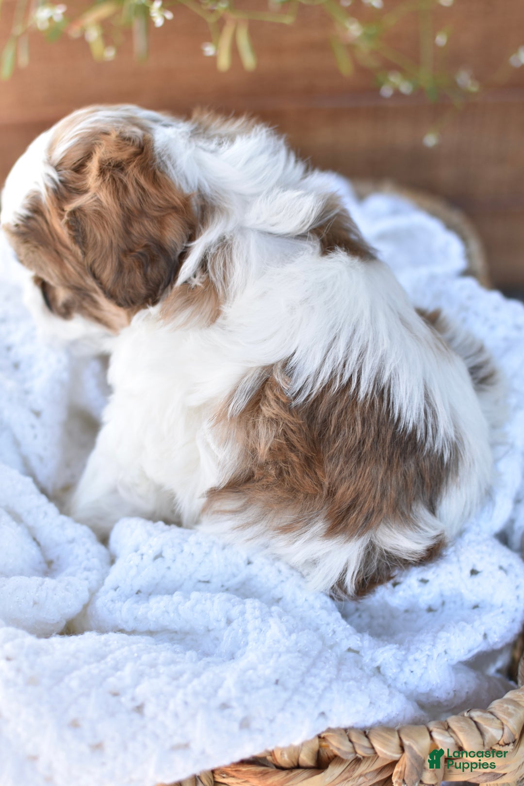 Mixed Breed dogs for sale: Diamond - Ad 2