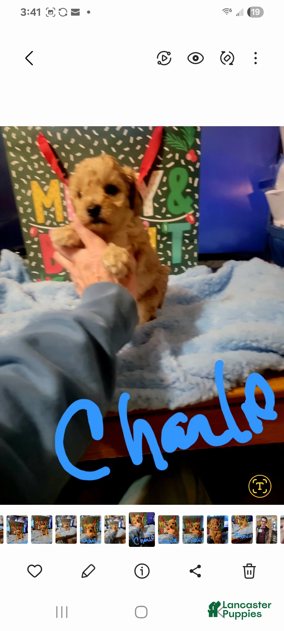 Toy Poodle dogs for sale: Jake - Ad 5