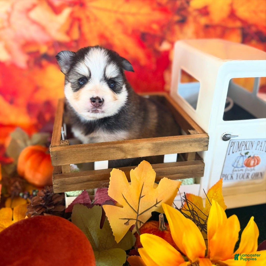 Pomsky dogs for sale: Cleo - Ad 6