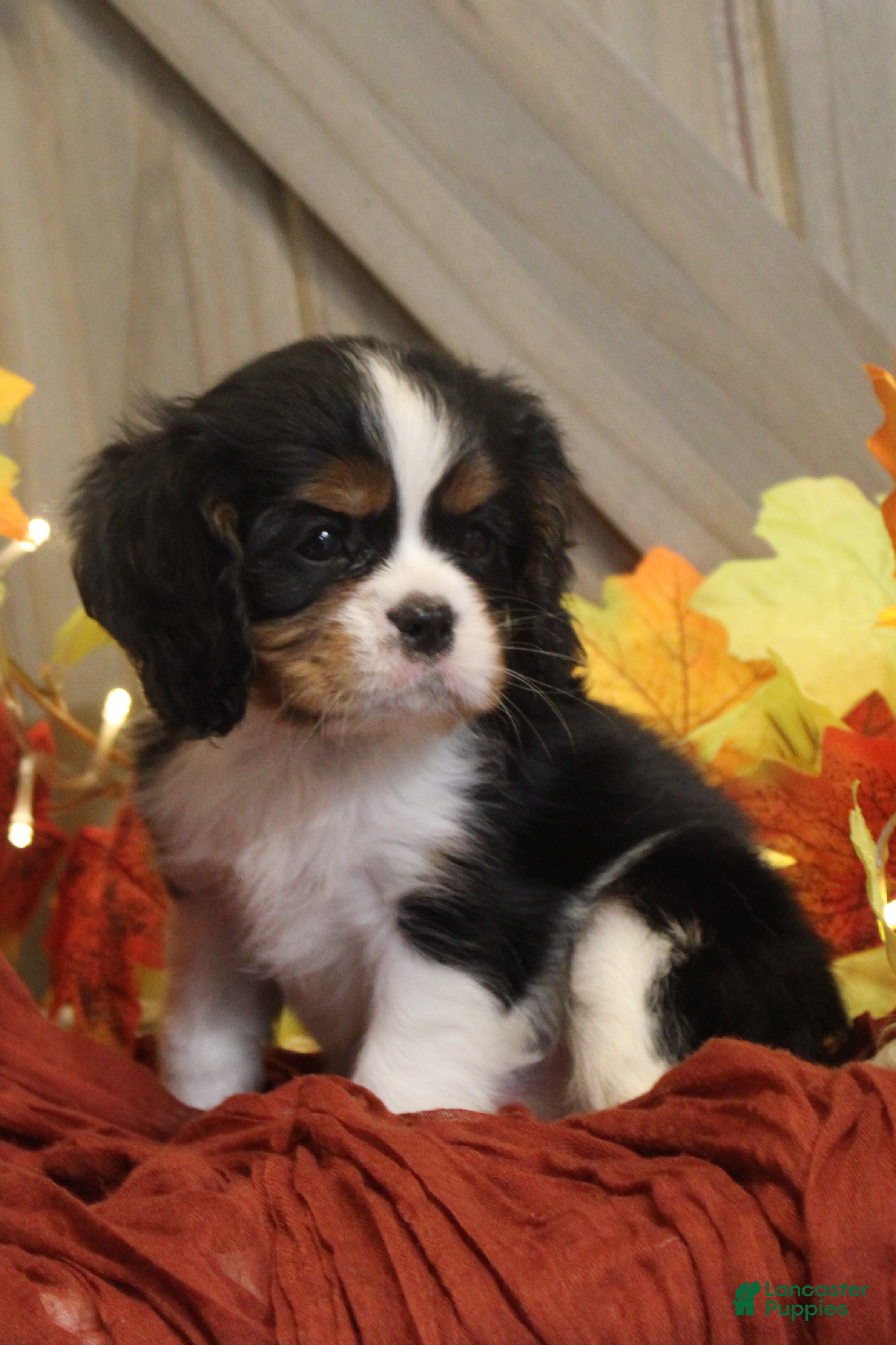 Cavalier King Charles Spaniel dogs for sale: Buster - Ad 2