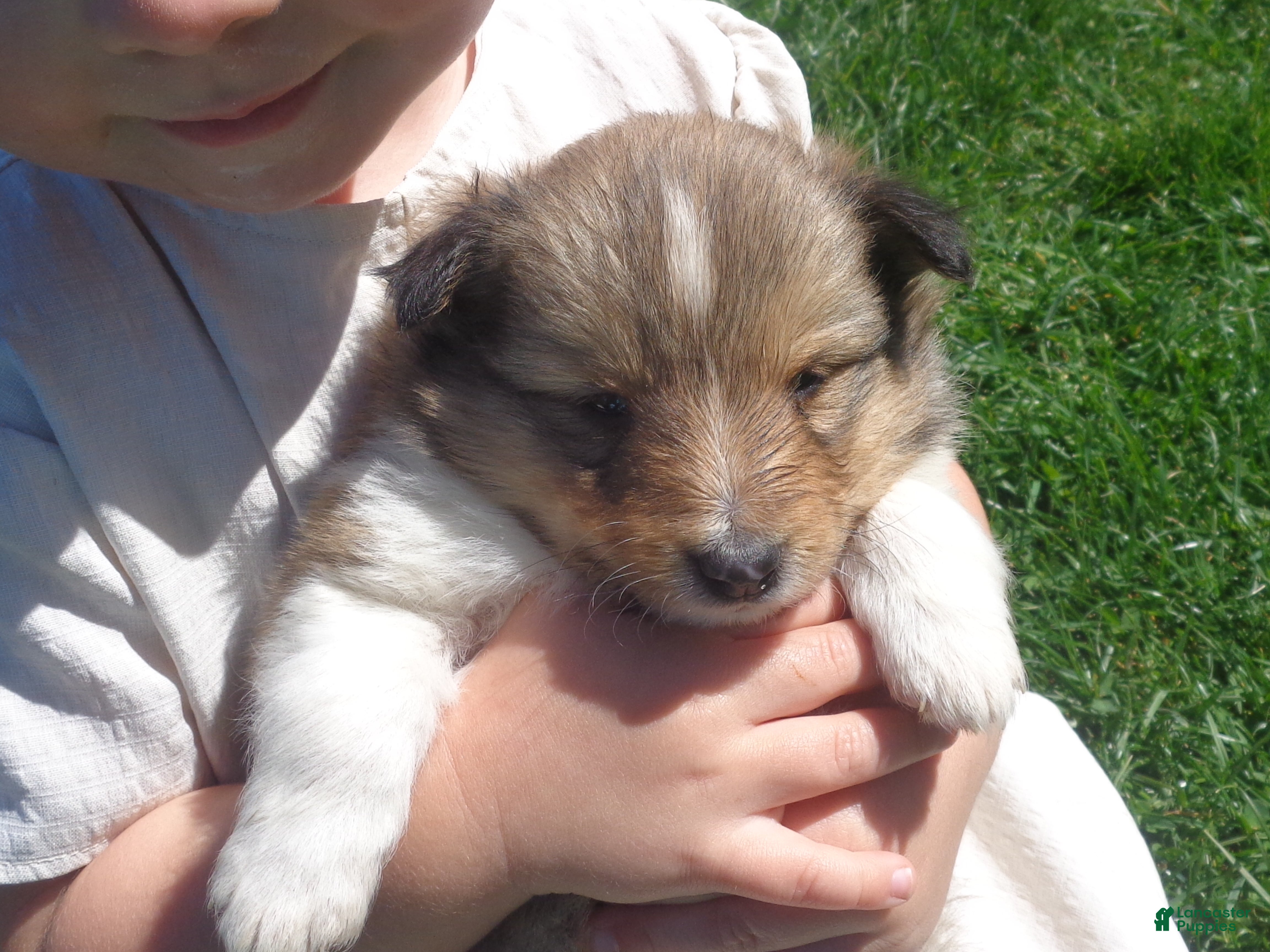 Shetland Sheepdog dogs Shetland Sheepdog Puppy 2 - Ad 1
