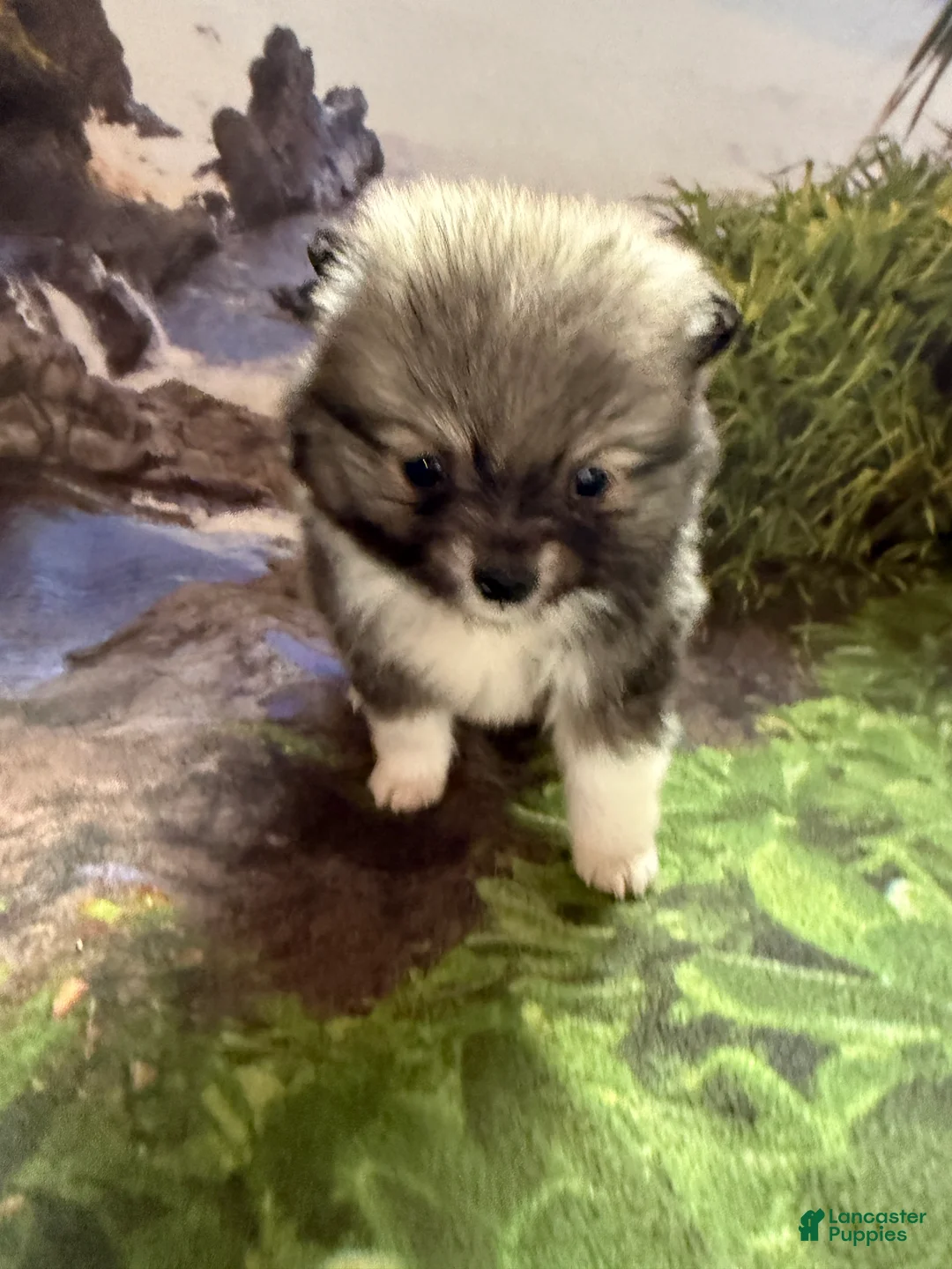Pomeranian dogs for sale: Lynn - Ad 19