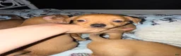Mixed Breed dogs for sale: Bear - Ad 1