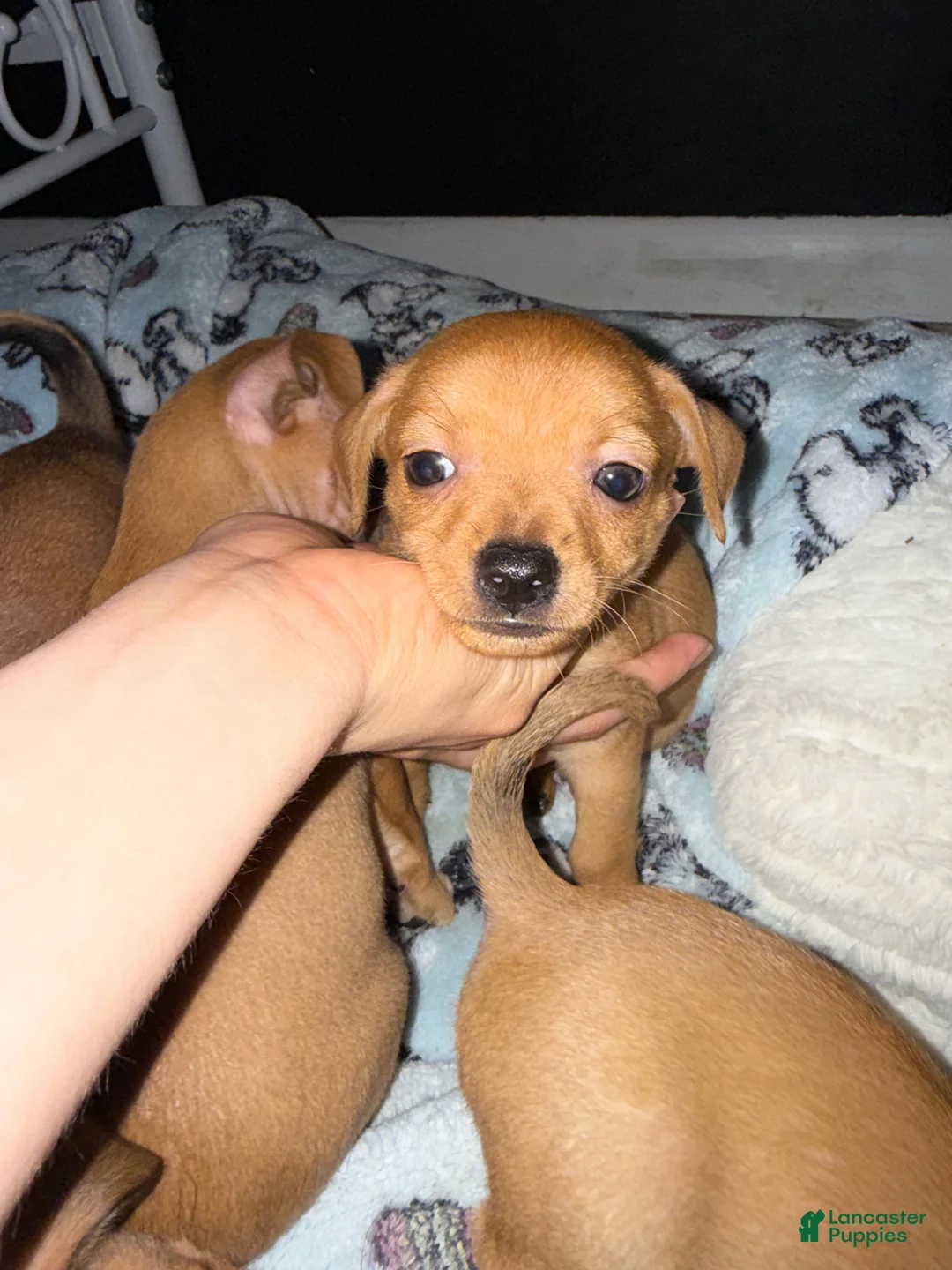 Mixed Breed dogs for sale: Bear - Ad 1