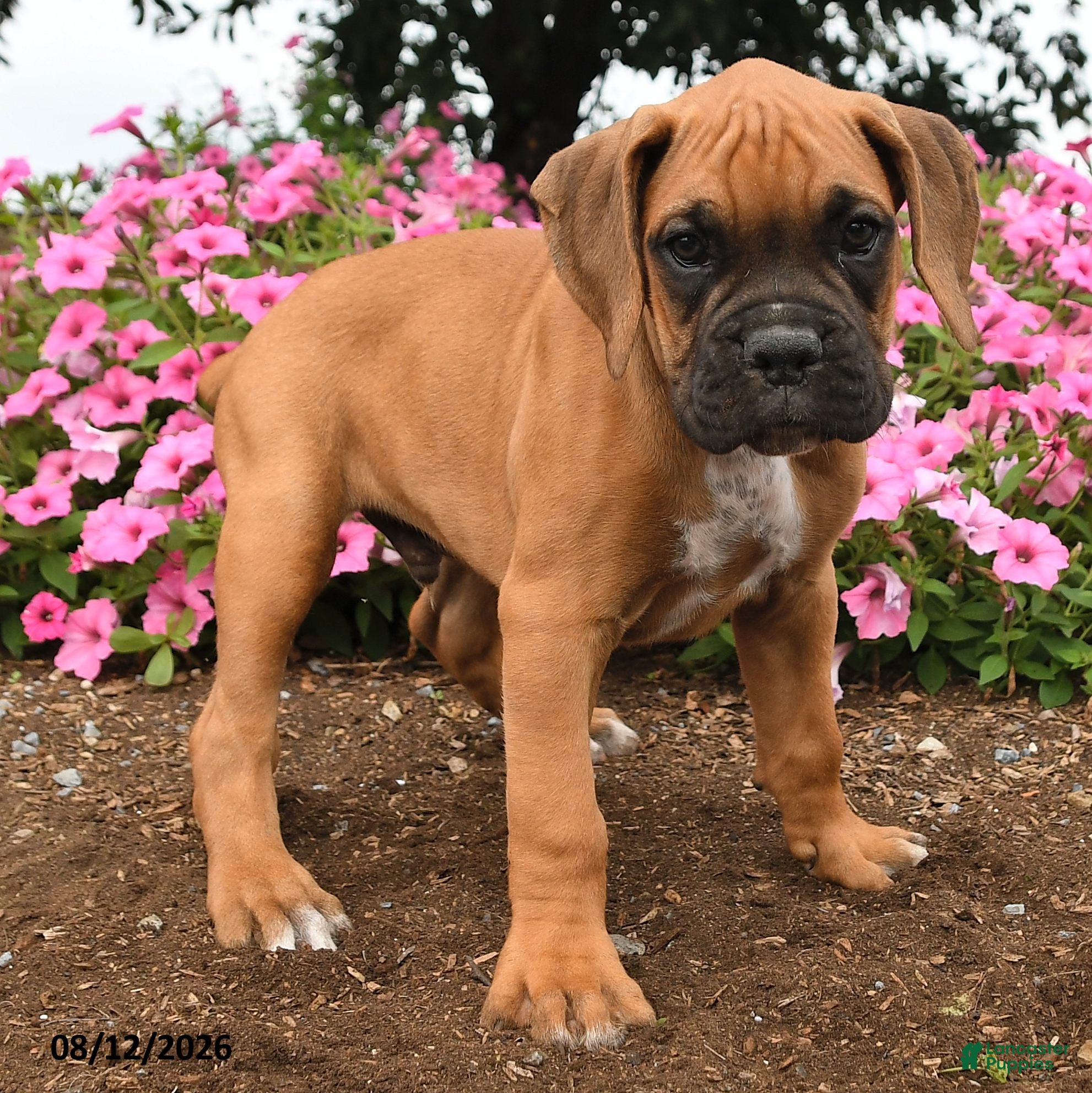 Boxer dogs Titan - Ad 2