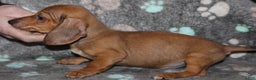 Miniature Dachshund dogs for sale: Steele - Ad 7