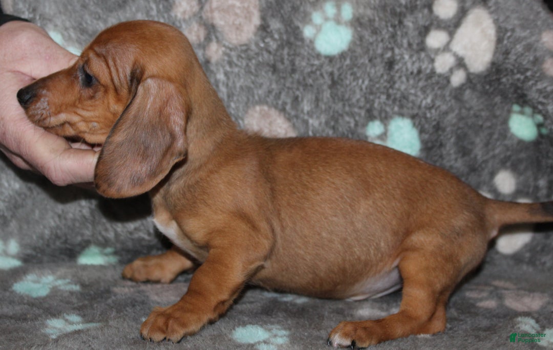 Miniature Dachshund dogs for sale: Steele - Ad 7