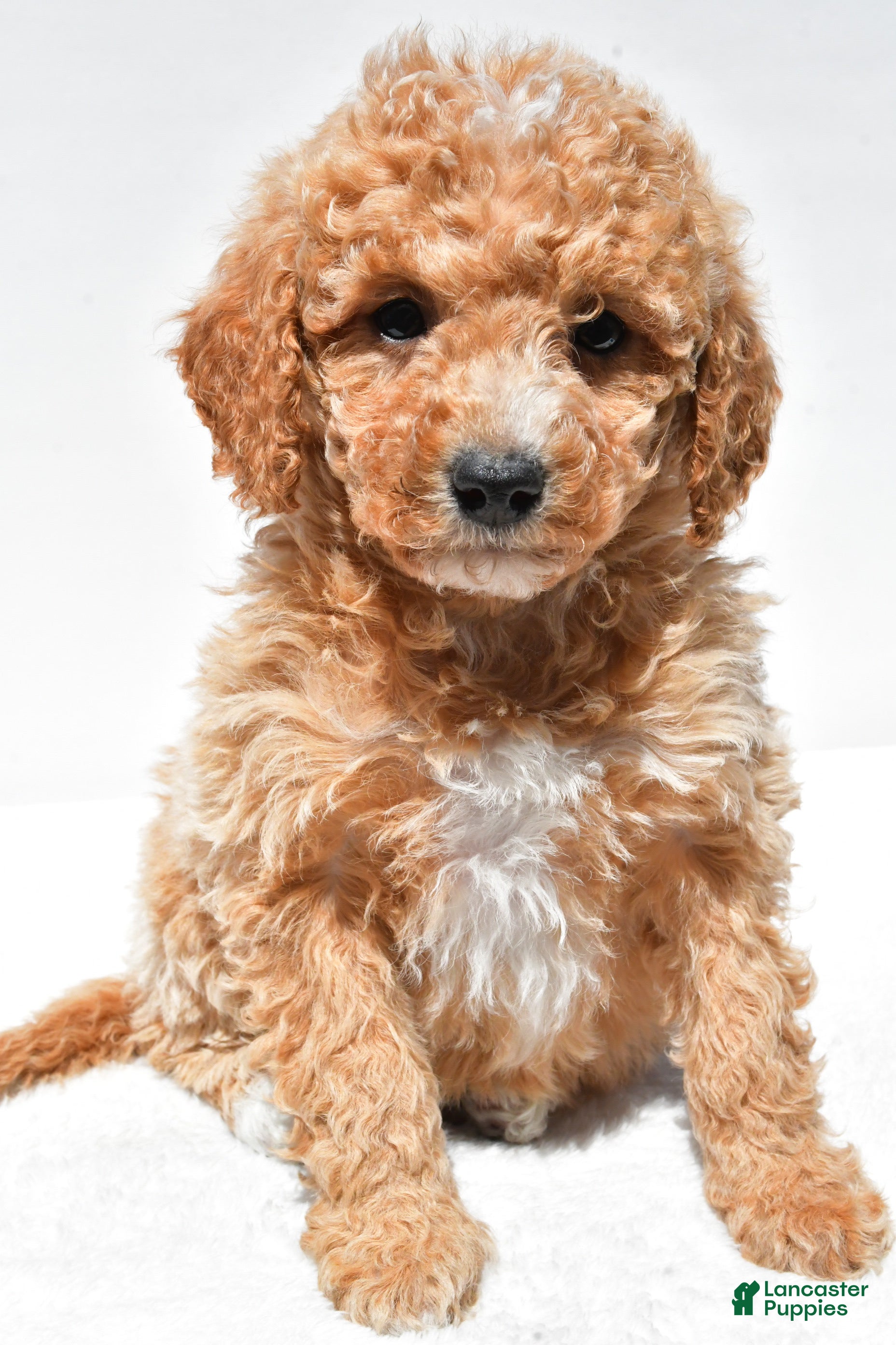 Mini Goldendoodle dogs Willow - Ad 1
