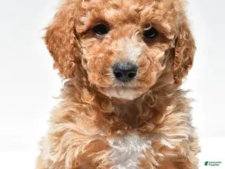 Mini Goldendoodle dogs for sale: Willow - Ad 4