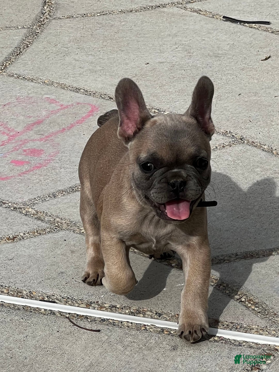 Gallery Image {{count}}