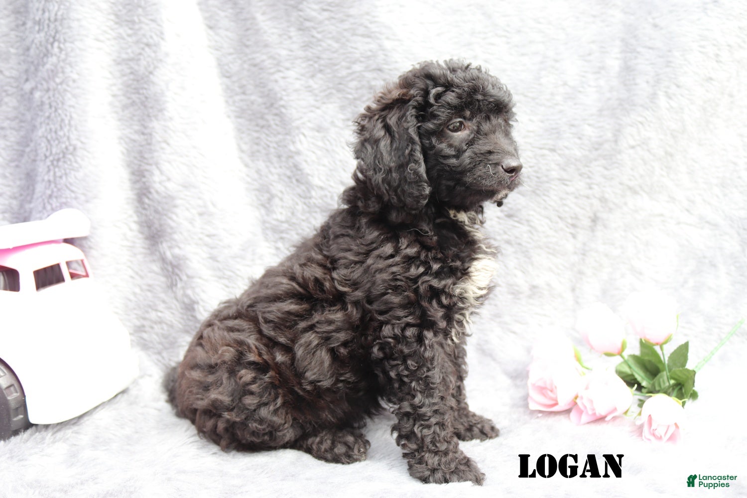 Mini Goldendoodle dogs for sale: Logan - Ad 5