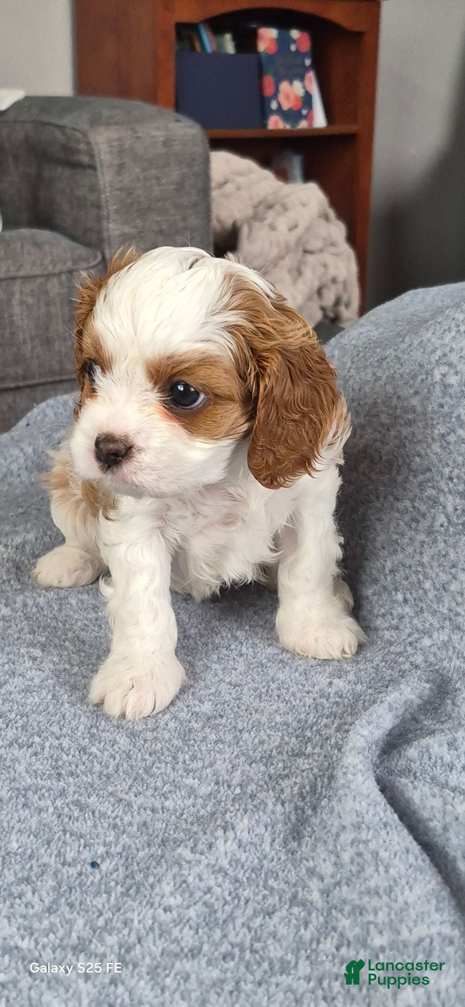 Cavapoo dogs Cavapoo 5 - Ad 1